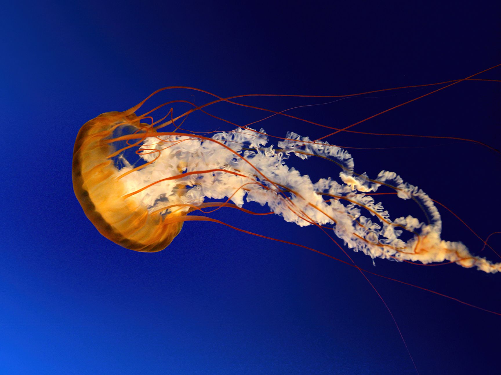 Pacific Sea Nettle Jellyfish 4K Wallpaper Windows 7
