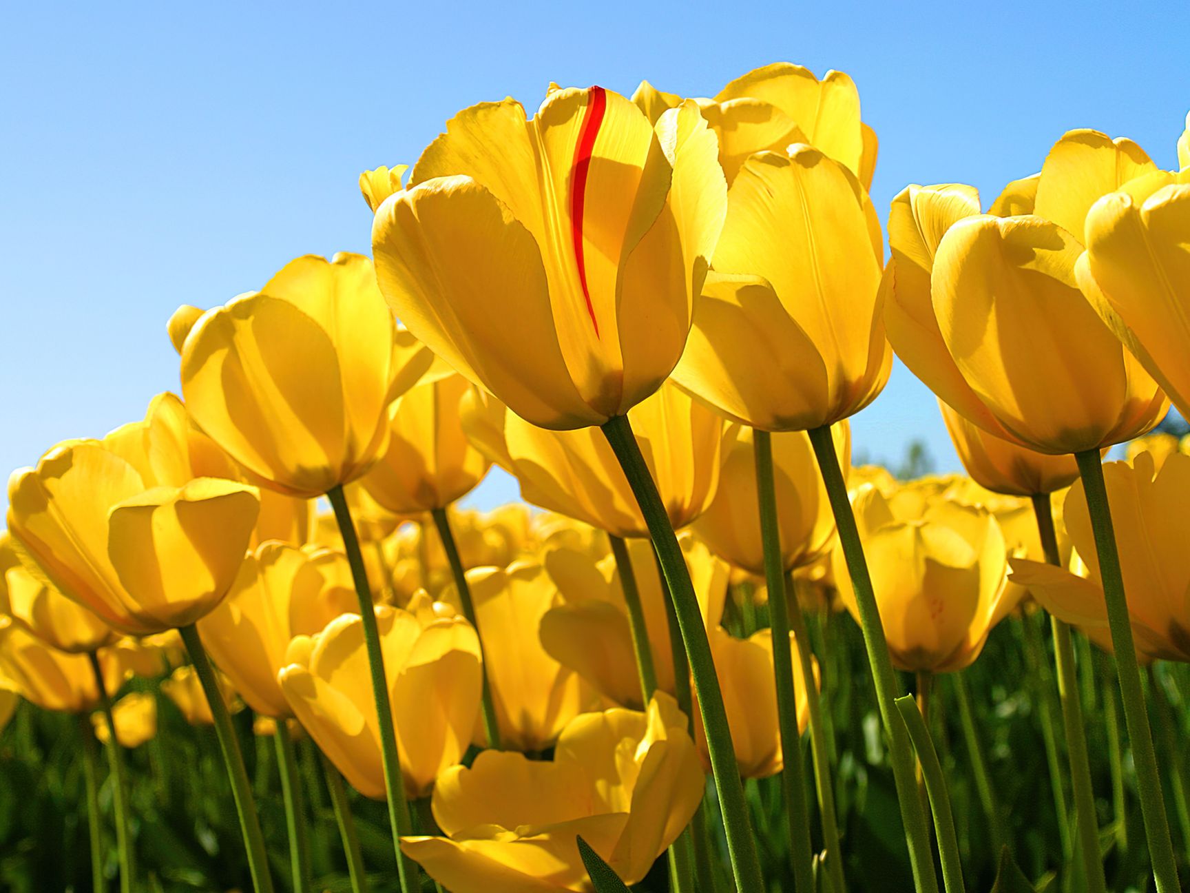 Yellow Tulips Field Wallpaper Windows 7