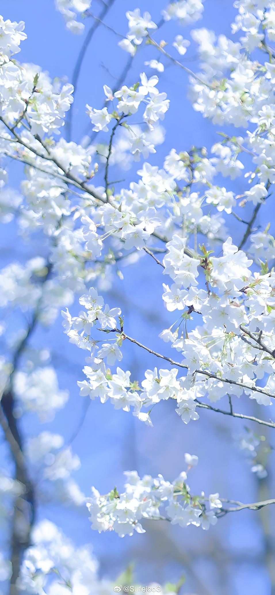 Mandhari ya Maua Meupe ya Cherry Blossom Yakichanua Kikamilifu Dhidi ya Anga ya Buluu