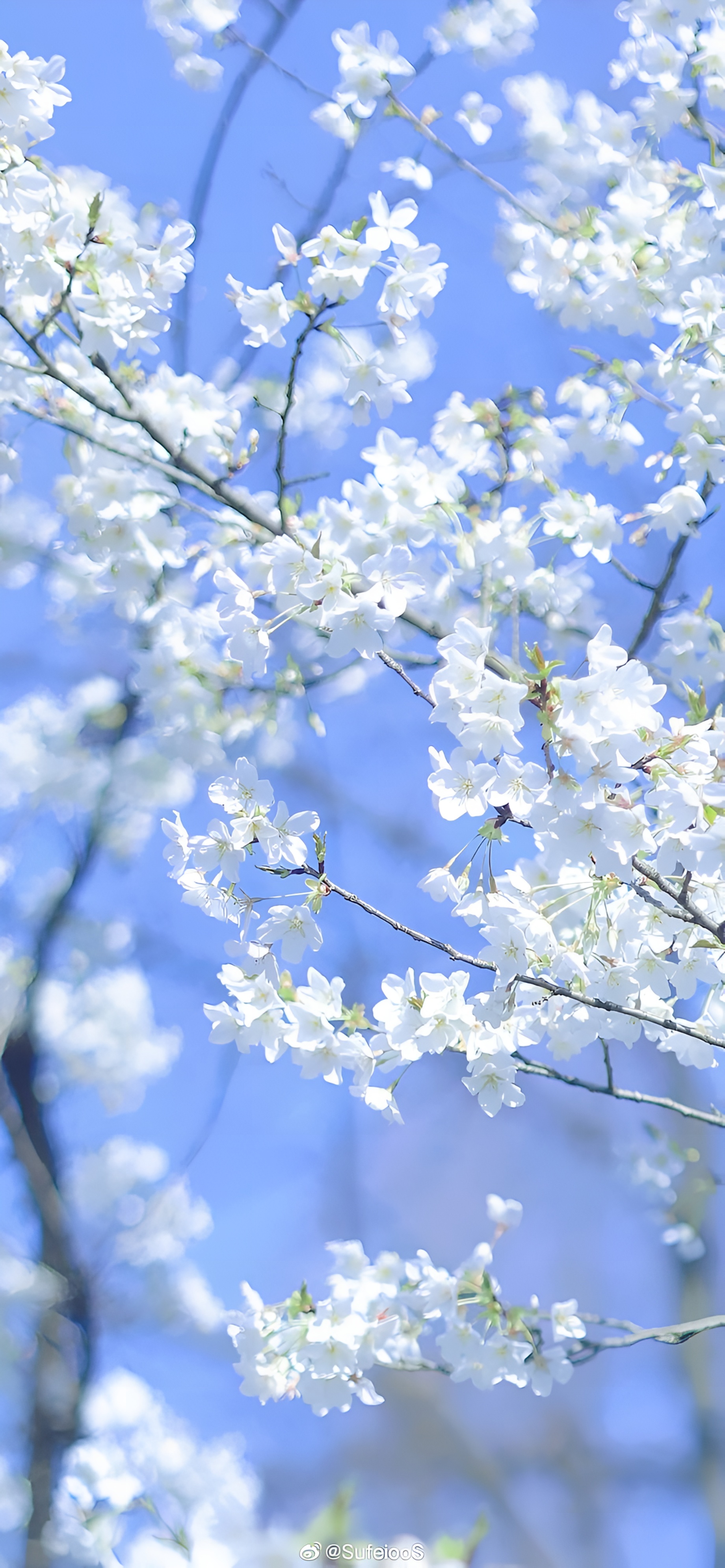 Mandhari ya Maua Meupe ya Cherry Blossom Yakichanua Kikamilifu Dhidi ya Anga ya Buluu
