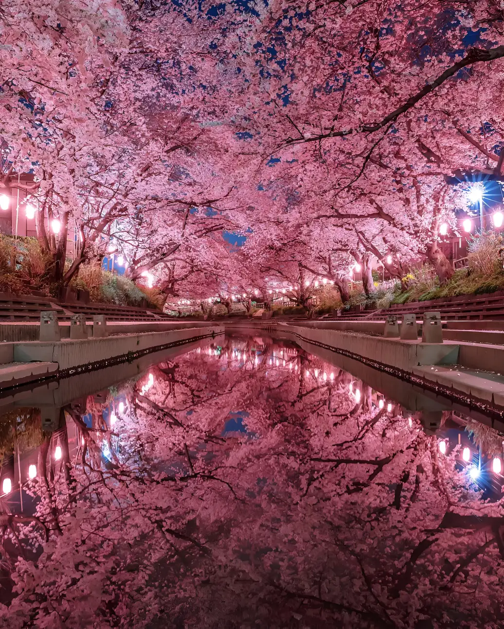 Stunning 4K Cherry Blossom Tunnel at Night